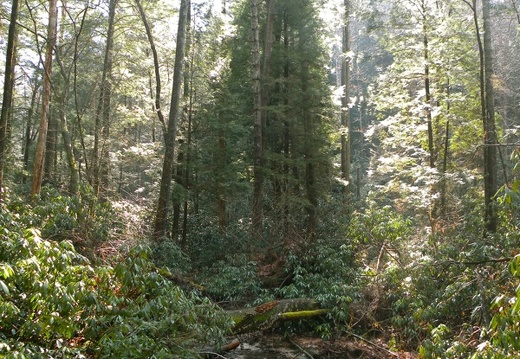 Parched Corn Creek - Rough Trail